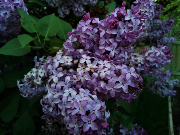 Обои картинки фото цветы, сирень, лиловая, ветка