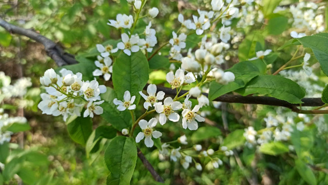 Обои картинки фото цветы, черемуха, ветка, весна, цветение