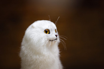 Картинка разное игрушки кот белый