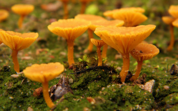 Картинка природа грибы грибная семейка