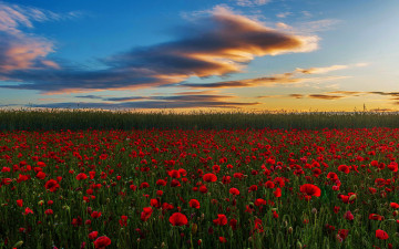 Картинка westoning bedfordshire england природа луга