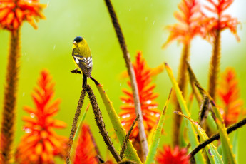 Картинка животные птицы птица