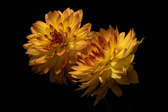 обоя цветы, георгины