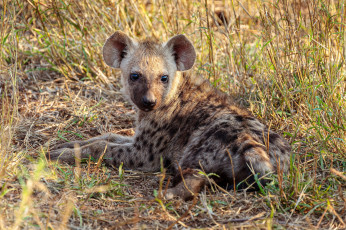 обоя животные, гиены,  гиеновые собаки, гиена, трава