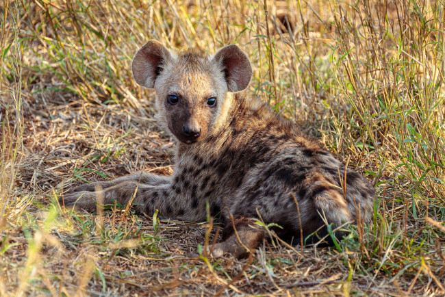 Обои картинки фото животные, гиены,  гиеновые собаки, гиена, трава