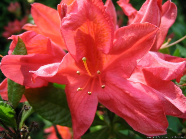 Обои картинки фото цветы, рододендроны, азалии