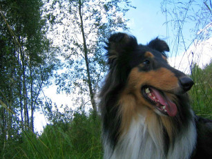 Картинка животные собаки