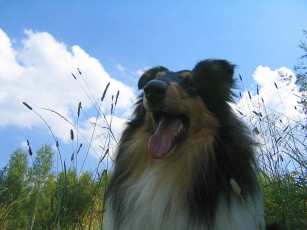 Картинка животные собаки