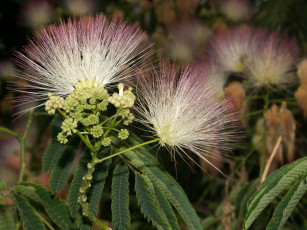 Картинка цветы акация