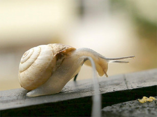 Картинка животные улитки