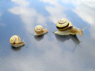 Картинка животные улитки