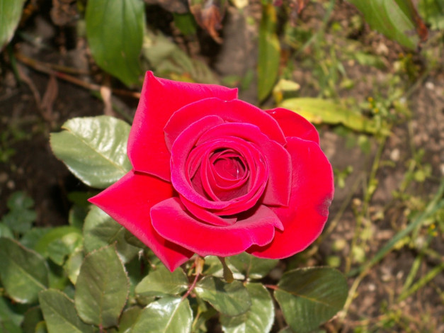 Обои картинки фото роза, цветы, розы