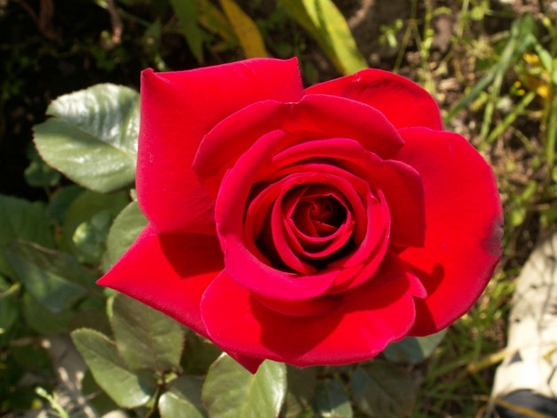 Обои картинки фото роза, цветы, розы