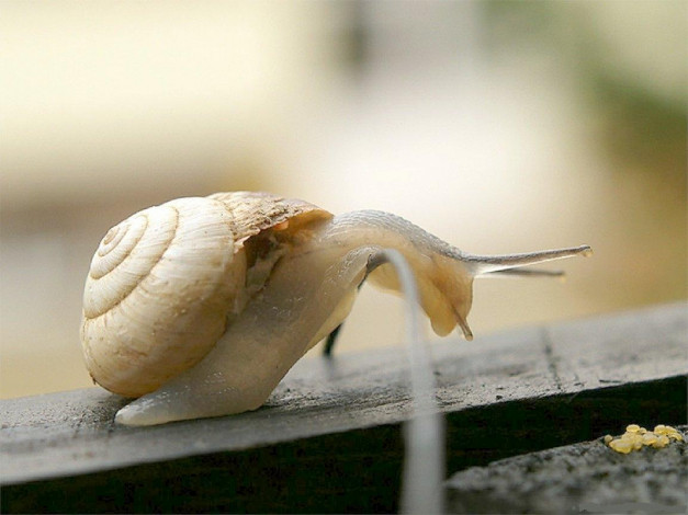Обои картинки фото животные, улитки