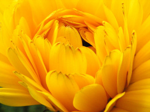 Картинка цветы рудбекия