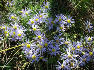 Картинка утреннее небо цветы астры