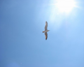 обоя Чайка, животные, Чайки, бакланы, крачки