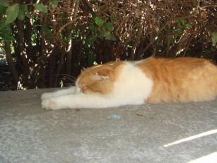 Картинка котейка животные коты