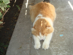 Картинка котейка животные коты