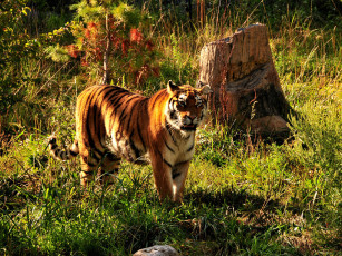 обоя животные, тигры