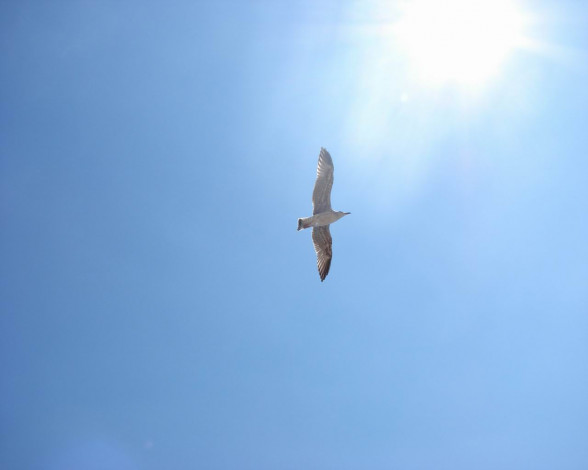 Обои картинки фото Чайка, животные, Чайки, бакланы, крачки