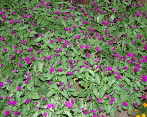 Обои картинки фото цветы