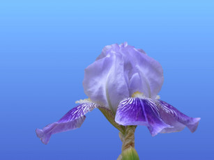 обоя цветы, ирисы