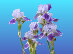 обоя цветы, ирисы