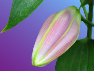 обоя цветы, лилии, лилейники