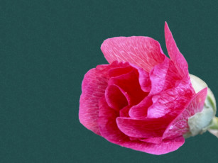 Картинка цветы мальвы