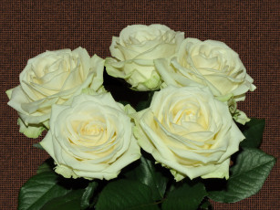 Картинка цветы розы