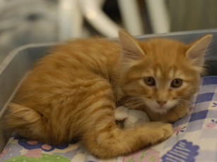 Картинка кот выставки 18 животные коты