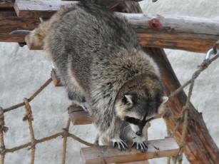 обоя животные, еноты