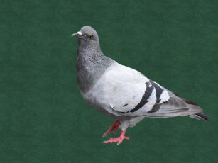 Картинка животные голуби