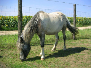 Картинка животные лошади