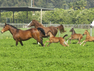 Картинка животные лошади