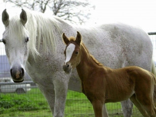 Картинка животные лошади