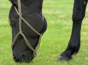 Картинка животные лошади