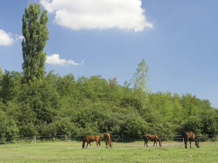 Картинка животные лошади