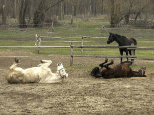 Картинка животные лошади