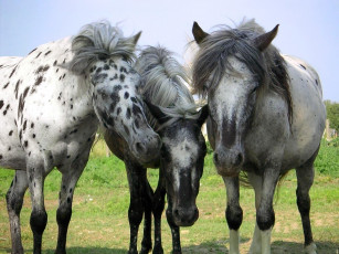 Картинка животные лошади