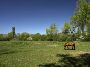 Картинка животные лошади