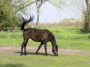 Картинка животные лошади