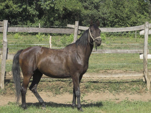 Картинка животные лошади