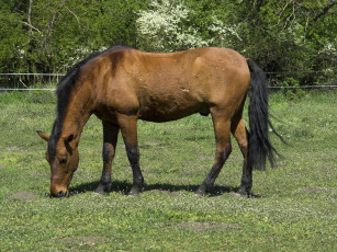 Картинка животные лошади