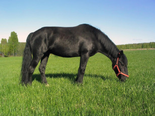 Картинка животные лошади