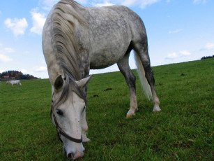 Картинка животные лошади