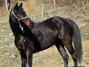 Картинка животные лошади