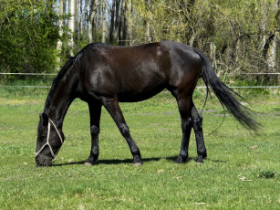 Картинка животные лошади