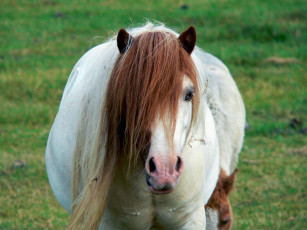 Картинка животные лошади